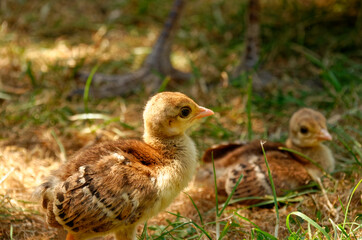 Indian peacock chick, common peafowl chick, or blue peafowl chick. close up of the head of an Pavo cristatus chick.