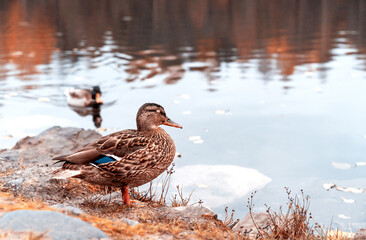 Wild ducks in mountain lake. Mountain lake landscape.