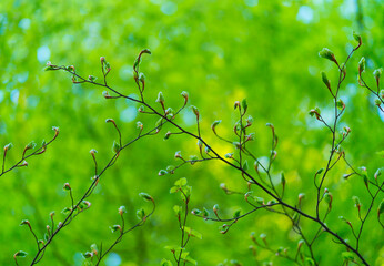 Beech - Haya (Fagus sylvatica), El Retaule Beech Forest, La Fou Ravine, The Ports Natural Park, Terres de l'Ebre, Tarragona, Catalunya, Spain