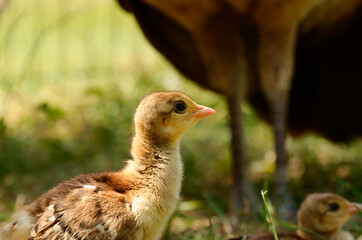 Indian peacock chick, common peafowl chick, or blue peafowl chick. close up of the head of an Pavo cristatus chick.