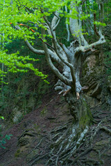 El Faig Pare Ancient Beech, Beech - Haya (Fagus sylvatica), El Retaule Beech Forest, La Fou Ravine, The Ports Natural Park, Terres de l'Ebre, Tarragona, Catalunya, Spain
