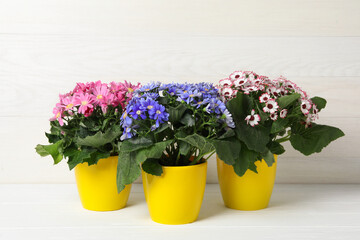 Beautiful cineraria plants in flower pots on white table