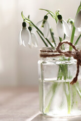 Beautiful snowdrops in glass jar indoors, closeup. First spring flowers