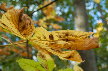 Autumn leaves