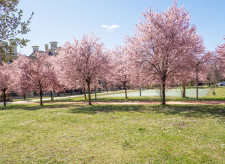 cityscape of public garden with flowering trees covered with pink flowers in spring