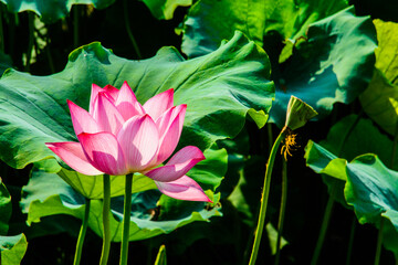 Water lily closeup in the pond