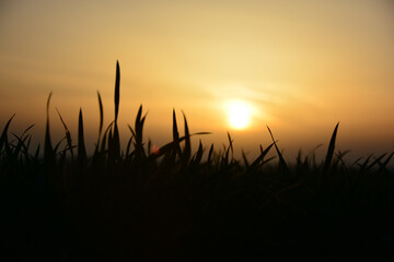 Silhouette von Gräsern im Sonnenuntergang über einem Feld, Natur in der Nahaufnahme 