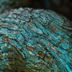 Ancient olive tree, Olive Tree - Olivo (Olea europaea), Finca L'Arion State, Ulldecona Village, La Senia Territory, Terres de l'Ebre, Tarragona, Catalunya, Spain