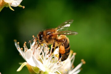 bee on a flower