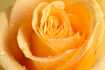 Beautiful yellow rose flower with water drops as background, closeup