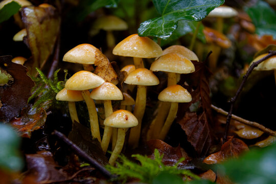 group of small yellow and orange mushroom in a forest environment