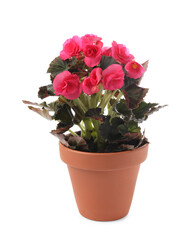 Beautiful blooming pelargonium flower in pot on white background