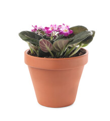 Beautiful blooming violet flower in pot on white background