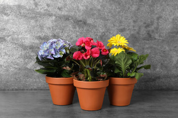 Fototapeta na wymiar Different beautiful blooming plants in flower pots on grey table