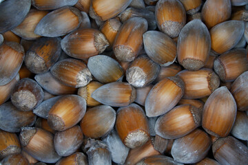 close-up of many freshly picked hazelnuts