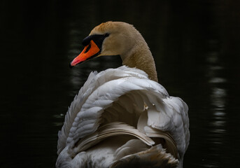 Mute Swan rear view, looking back towards the camera.