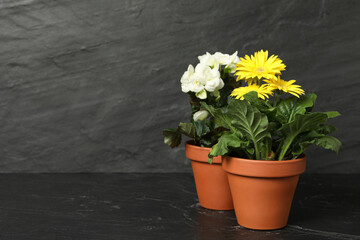 Different beautiful blooming plants in flower pots on dark grey stone table, space for text