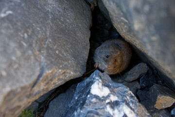 view of a small vole looking at the lens from a hole between stones
