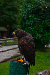 Bussard in einer Vogelshow Zoo
