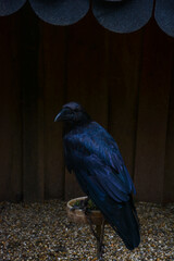 Krähe in einer Vogelshow Zoo