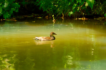 brown duck swimming on a stream in the Poitevin marsh