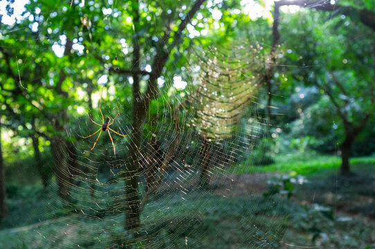 spider web in the morning