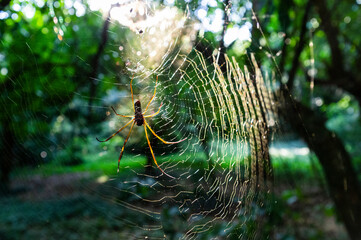 spider web with dew