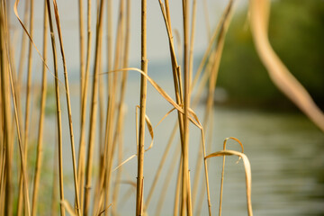 Schilf in der Nahaufnahme am Ammersee mit unscharfen Hintergrund, Bayern, Deutschland