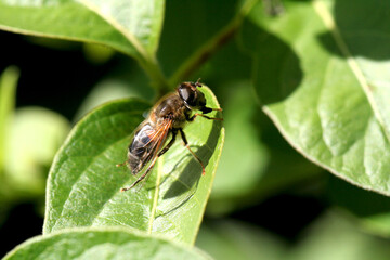 fly on leaf