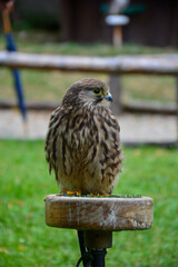 Falke (Falco) Greifvogel sitzend auf einem Pflock einem Vogelshow Zoo; Slowakei