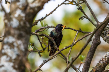 Starling with a caterpillar in its beak