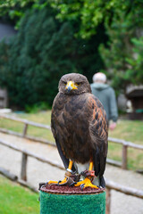 Bussard (Buteo) sitzt auf einem Pflock in einem Vogelschau, Zoo in der Slowakei