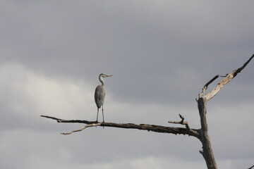 bird on branch