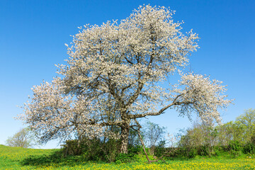 Fototapeta na wymiar Flowering old cherry trees in spring