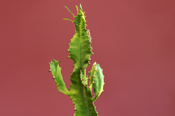 Cactus closeup on a colored background, copy space