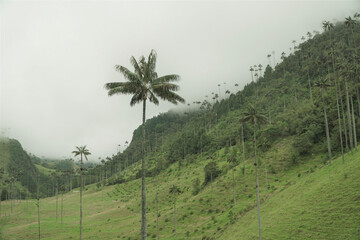 Palmas y montañas en salento.