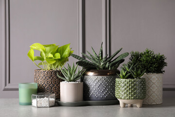 Different house plants in pots with decor on light table