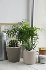 Beautiful Aloe, Cactus, Chamaedorea in pots with watering can and decor on white wooden windowsill. Different house plants