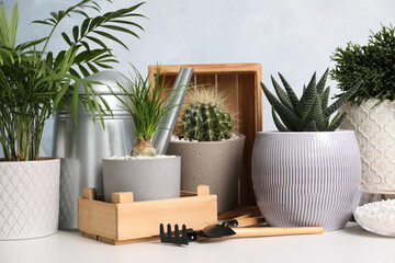 Different house plants in pots with gardening tools on white table