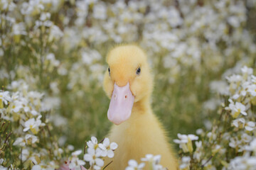 Little fluffy duckling among flowering grass