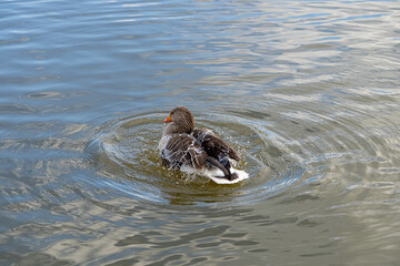 GreyLag Goose single portrait close up view washing and preening in lake