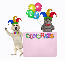 Pets clowns in holiday hats with balloons is near a pink blank poster. Congrats. White background. Isolated.