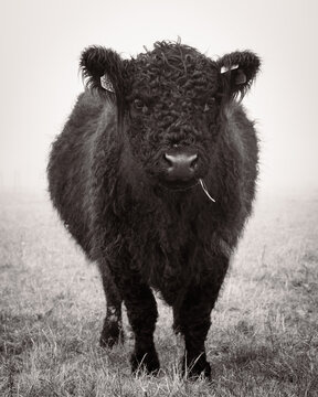A black galloway cow eating a straw of gras in misty rural pasture