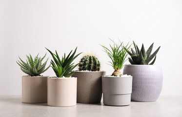 Obraz premium Different house plants in pots on grey table against white background