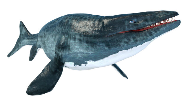 3D Rendering Mosasaur on White