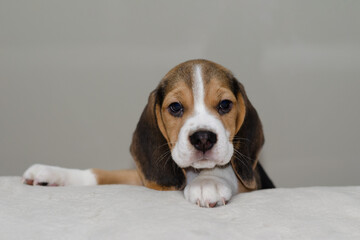 small cute beagle puppy dog looking up