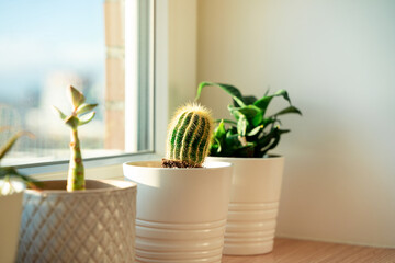 Various cacti and succulents in white planters stand on a wooden windowsill on a sunny day
