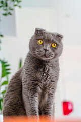 Grey cat scottish fold on a white ceiling background, space for text, large portrait