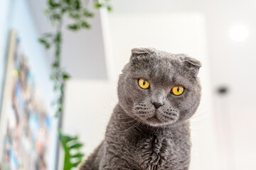 Grey cat scottish fold on a white ceiling background, space for text, large portrait