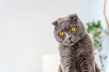 Grey cat scottish fold on a white ceiling background, space for text, large portrait